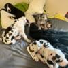 Great Dane puppies for sale! Harlequin and mantle male pups