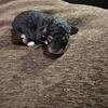 Yorkie/Havanse 