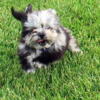 Shih Tzu! RARE MERLE! Mother's Day Special!