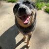 Blue Heeler fixed female 1.5 years old