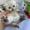 Hi we have Scottish fold kittens available  for reservetion