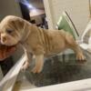 English bulldogs available 2 males 1 females