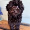Miniature Aussiedoodle Male