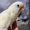 Goffins Cockatoo hand fed baby