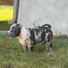 Blue Merle Male (pocket)