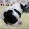 AKC CAVALIER KING CHARLES SPANIEL - MALE