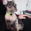 AKC Male French Bulldog