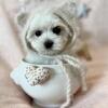 Maltese, Pugs, French Bulldogs, Morkies, Maltipoo, Cavapoos, Morkies, chihuahuas