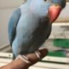 Very friendly Indian Ringneck baby