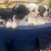 Miniature toy poodles puppies