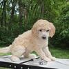 CKC Standard Poodles