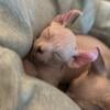 Male and female Sphynx kittens 