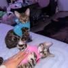 Two Bengal Kittens For Sale