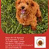 AKC/CKC Toy Poodle STUD 5 pounds Red abstract 9/10 Red Intensity