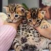 Bengal kittens