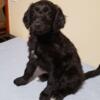 Aussiedoodle puppy, Black abstract