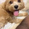 Cockapoo