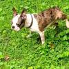 Boston terrier STUD ONLY...NFS