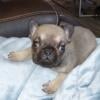 Akc male French bulldog