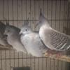 Australian Crested Doves