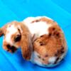 2 Available Small Bunnies, Non-Biters, Very Friendly, Non-Shedders, Adorable