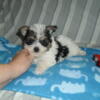 Morkie puppies for sale