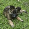 AKC GERMAN SHEPHERD LONG COAT