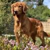 AKC Health-tested Golden Retriever Stud
