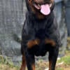 Rottweiler Adult Female