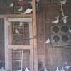 Home in Pigeon  white homers