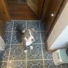 Nice puppy 