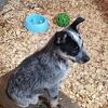 Blue heeler puppies 