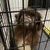 reply  Free pekingese! [read description!] (Va Newport News)