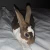 1 year female rabbit