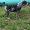 Blue Tri Merle American Bully Puppy