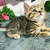 Kittens for sale