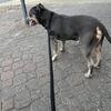 Rehomhing American bully