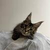 Mainecoon kittens with pedigree titular parents New Jersey 
