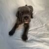 Purebred Cane Corso for sale