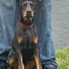 European Doberman Puppies