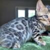 Bengal kitten for sale purebred spotted lynx tabby point.