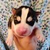 Small Siberian Husky Puppies!