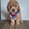 Beautiful Toy Poodle Puppies