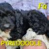 Beautiful PYREDOODLE PUPS