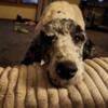 Male Standard Poodle