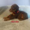 AKC Doberman puppies *available now*