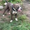 3 year old American Bully Male