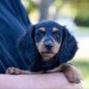 Lovely Miniature Dachshund Girl