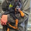 EUROPEAN DOBERMAN PUPPIES