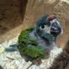 Illiger's Macaw Babies Available